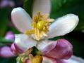 Citrus aurantifolia